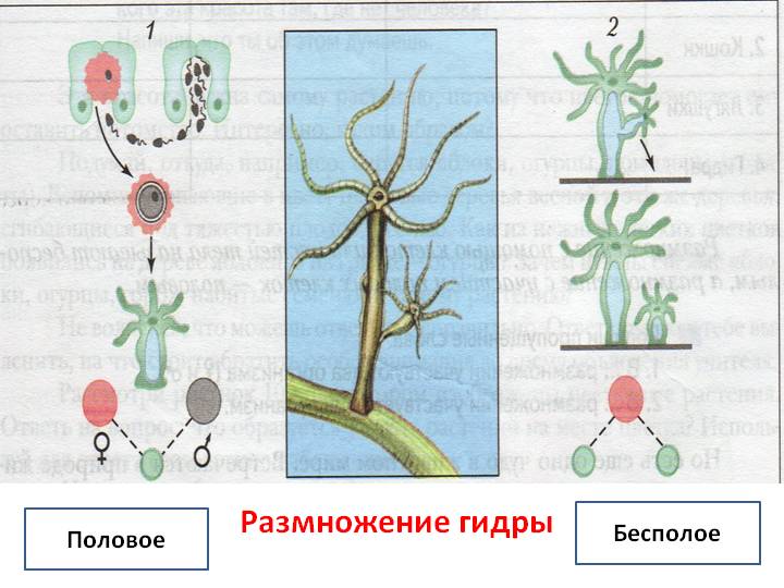 Как зайти на кракен тор